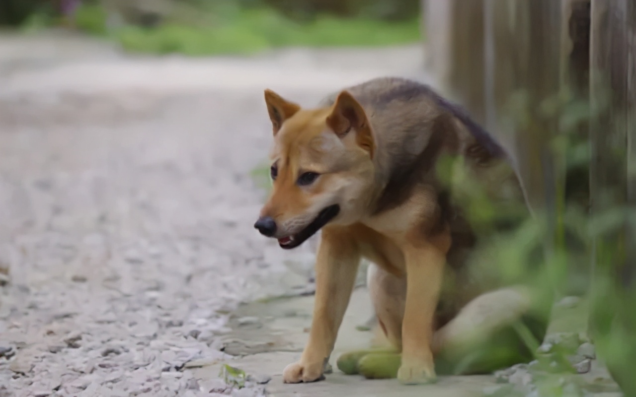 狗狗最近总是发抖是什么原因,狗狗最近经常发抖是什么原因