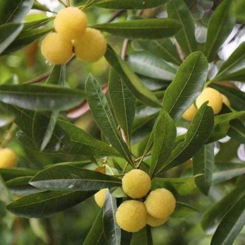 喜欢吃杨梅的朋友看过来！湖州摘杨梅攻略请查收