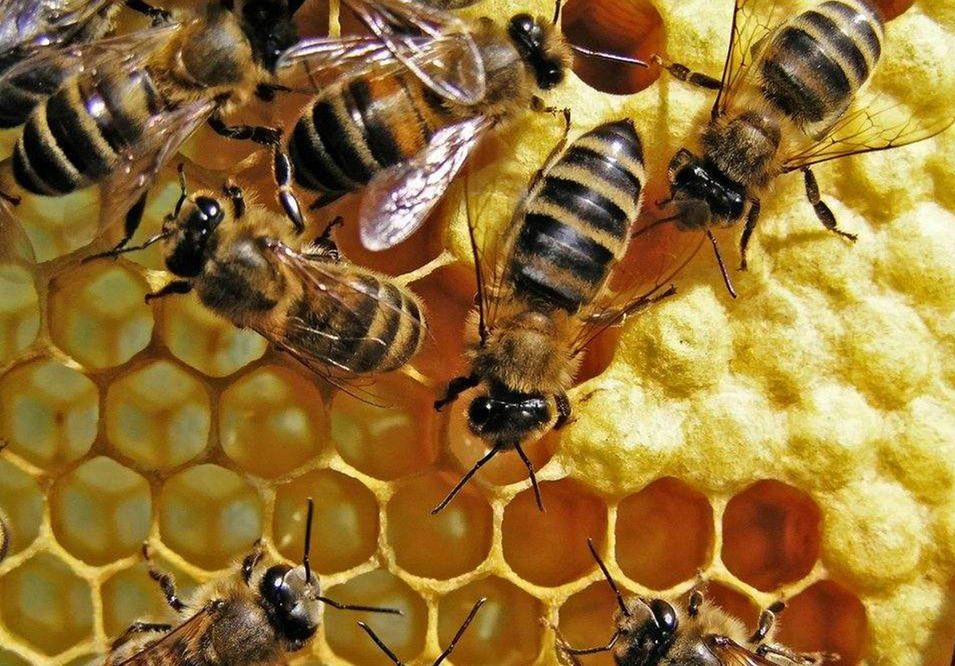 蜜蜂常见病害及防治方法,蜂农如何处理蜂蜜