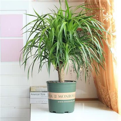 100种适合室内养的植物盆栽,10种适合室内摆放的花卉盆栽推荐