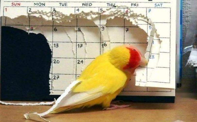 黄桃鹦鹉拉稀带绿,黄桃鹦鹉打蔫拉稀怎么治疗