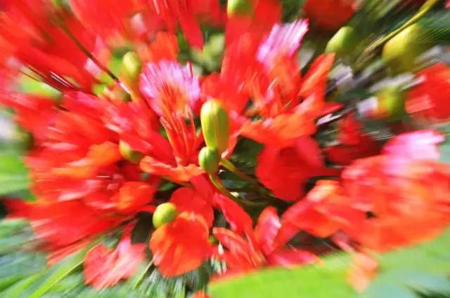 毕业季的凤凰花和栀子花,毕业季凤凰花开的时候