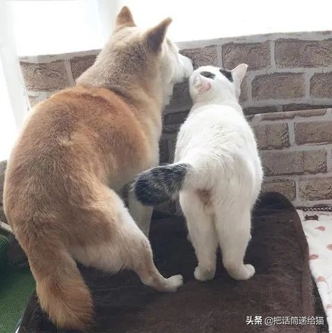 当小猫咪遇上大型犬,当小猫咪遇到大狗狗真是太温馨了