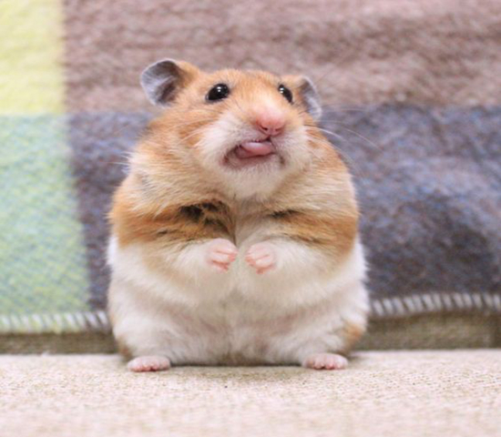 仓鼠骨折自救,仓鼠轻微骨折需要喂给他什么