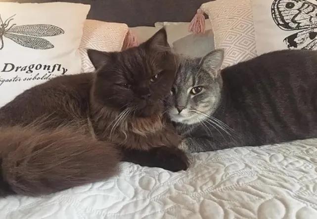 收养的猫特别像自己,领养的猫看着怎么像哈士奇呀