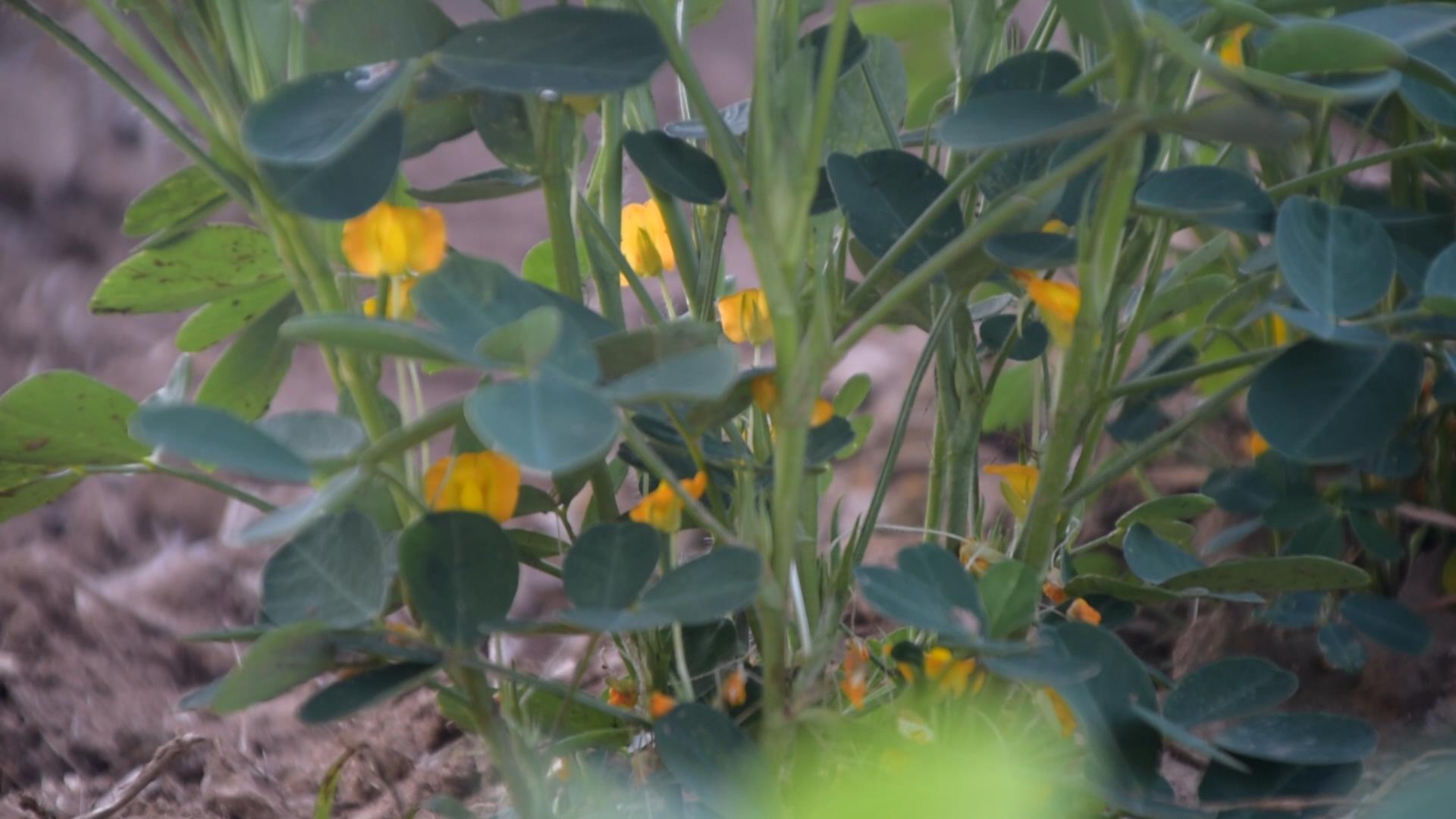 用什么药打花生可以使花生高产,花生高产五步走增产增收有保证