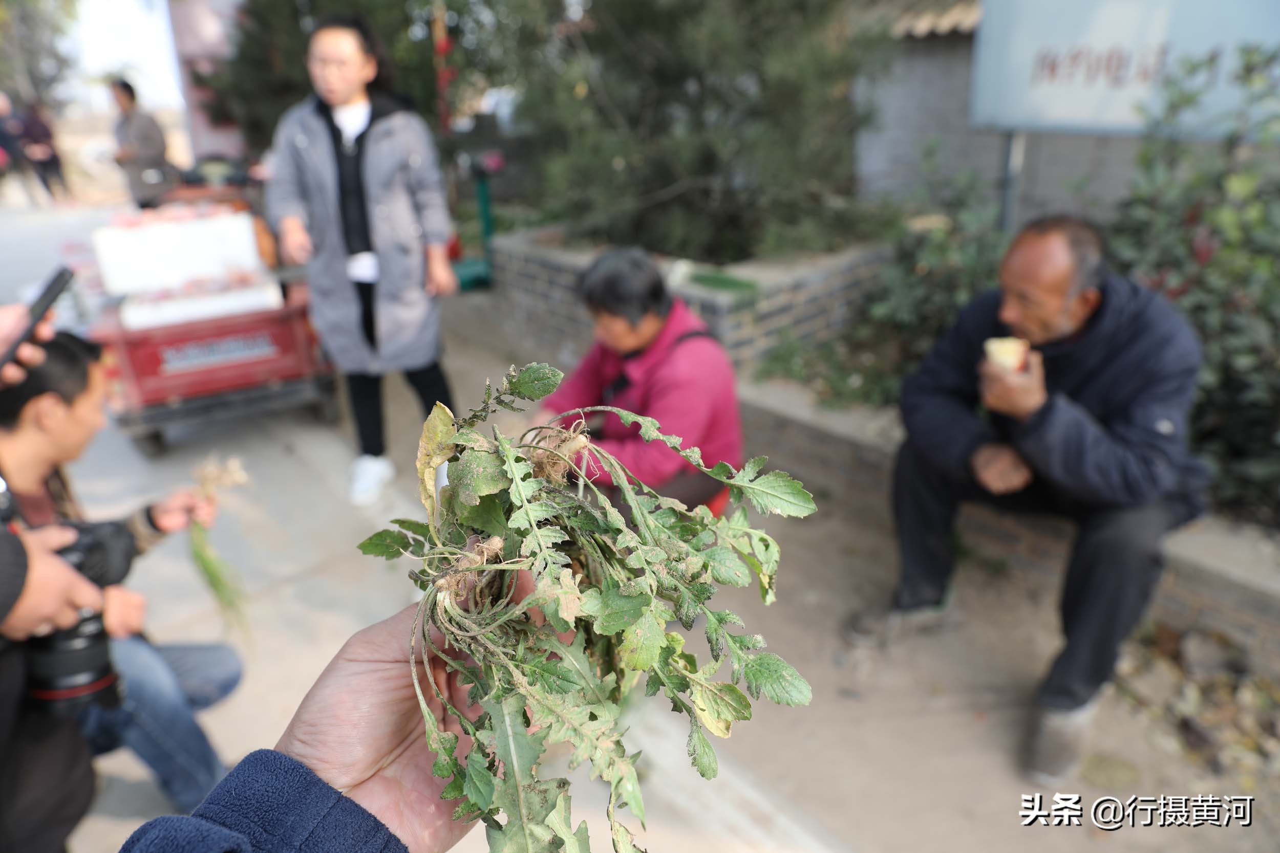 河南5旬大妈村口卖“野味”，干得还是无本生意，收入让她很意外