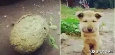 这样的中华田园犬难道你不爱吗,到底什么才是真正的中华田园犬