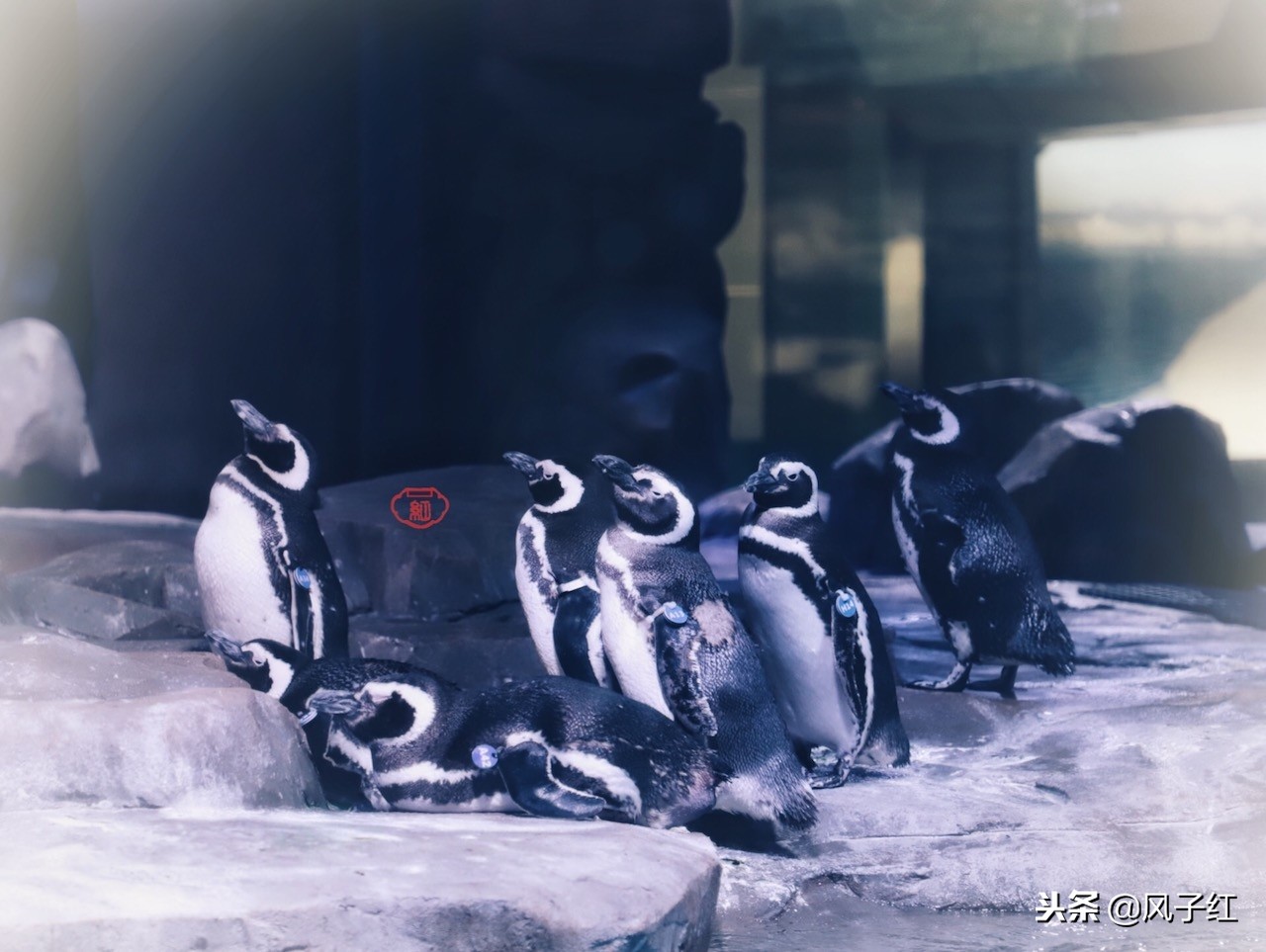 上海新地标丨海昌海洋公园一日游园玩法攻略