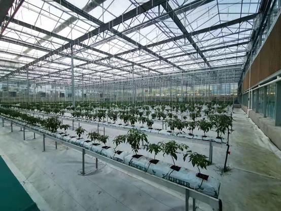 带你江西奉新看菜去，去了绝对不后悔