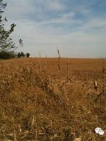 博力汉姆橄榄陨石特征,brenham橄榄陨铁