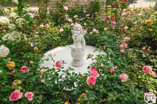 深圳史上最大最美的花展来啦,走进深圳仙湖植物园的国际花展