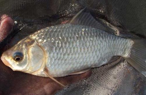 钓到的鱼会有寄生虫吗,钓到有毒的鱼