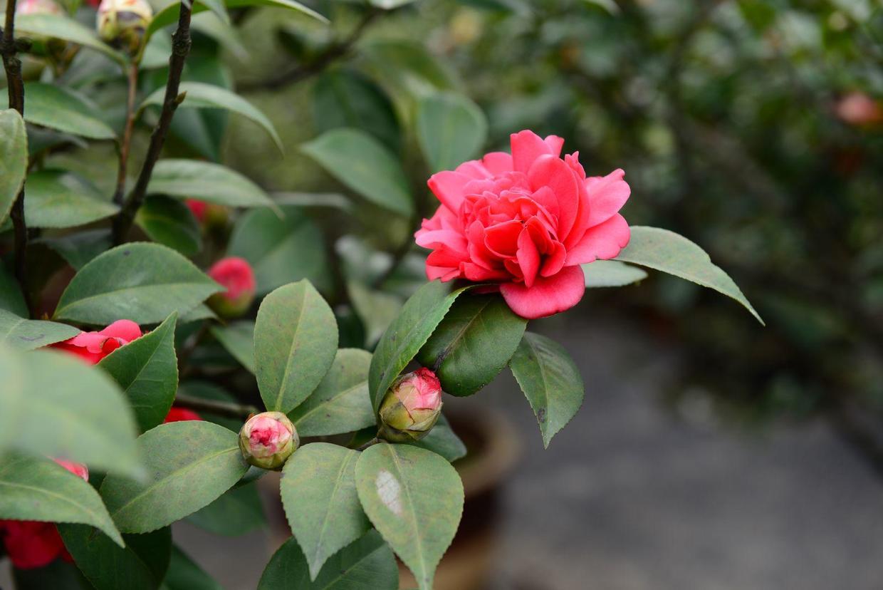 能开花的3种树，既有树干一样的坚韧，又有花卉一样的柔美