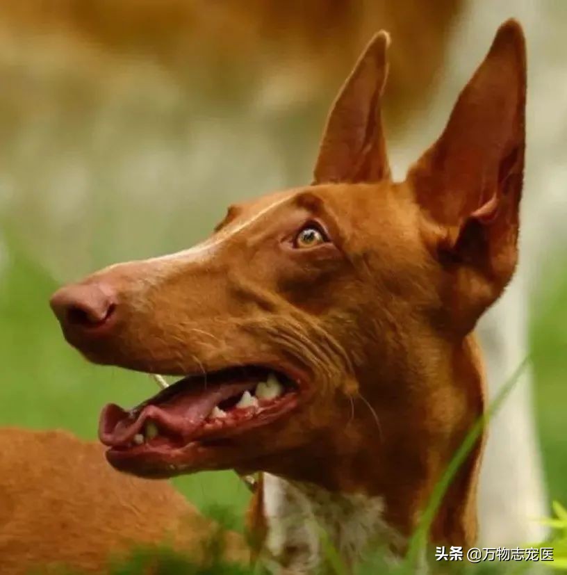 世界十大最贵的十种犬,世上最贵的十种犬排行