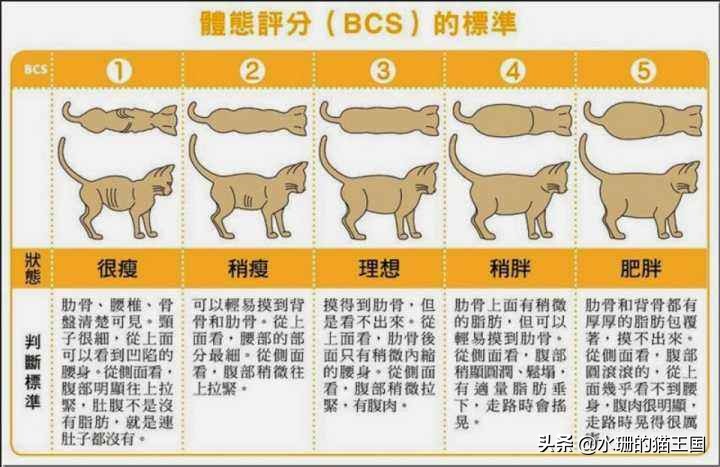 猫奴必须关注的几件事之猫咪肥胖,猫咪肥胖为什么会引发心脏病