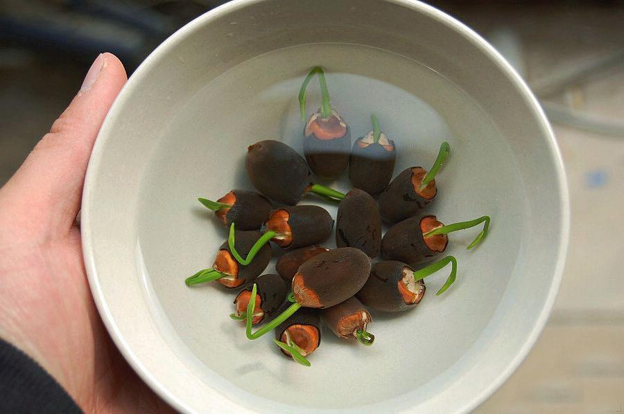 盆里养了碗莲,为啥一直不开花?这样养护,80天开出小荷花