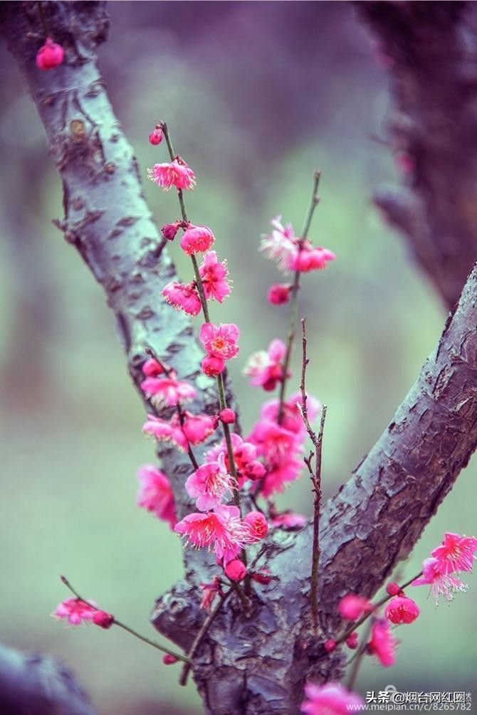 南京梅花山梅花开了吗,来南京梅花山赏梅花