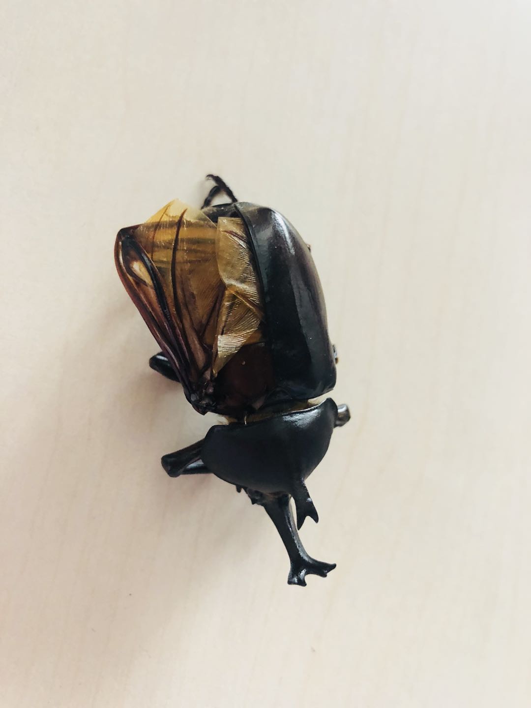 三维激光扫描仪测动物,手持式三维立体扫描仪