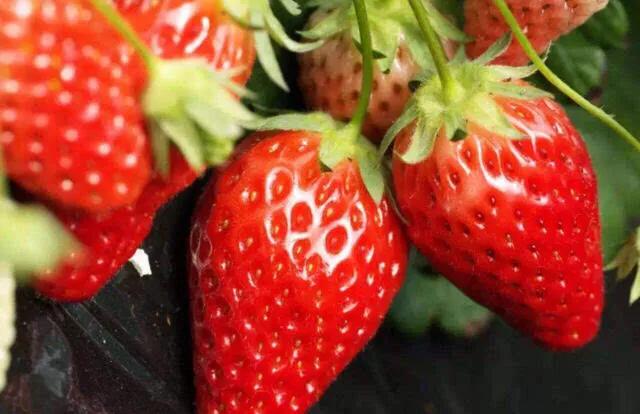 草莓大棚红蜘蛛正确打法,防治温室草莓红蜘蛛