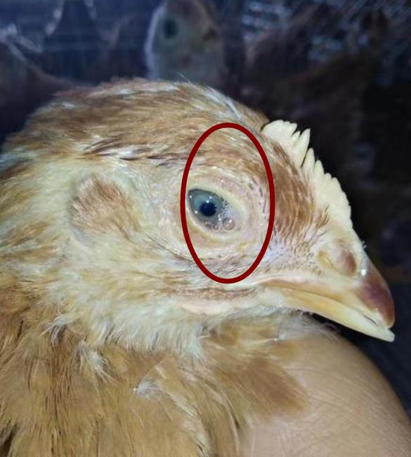 鸡肿眼睛和张口呼吸怎么治,鸡支原体呼吸道病怎么治