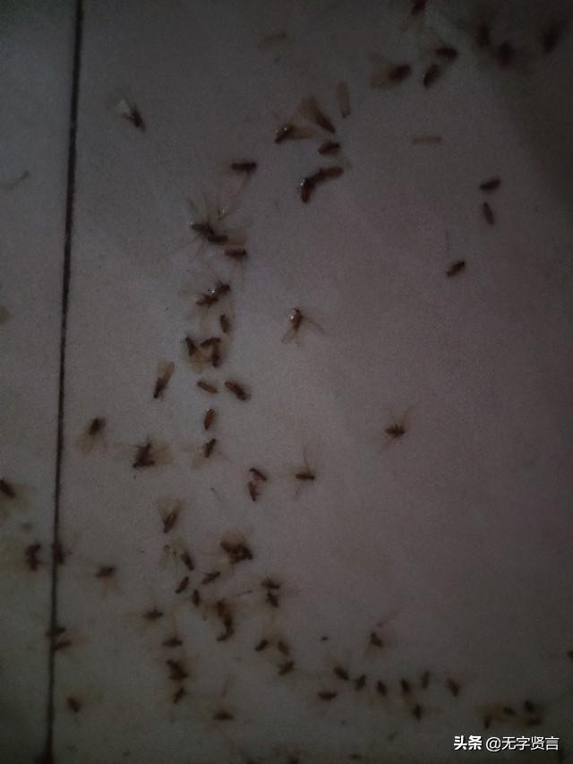 雨后家里全是小飞虫怎么办,夏天雨后出现的飞虫