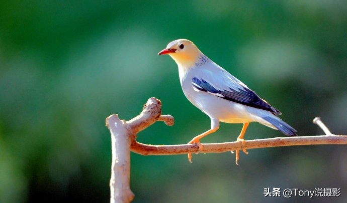 鸟类的拍摄技巧,鸟类摄影要掌握这些技巧知识