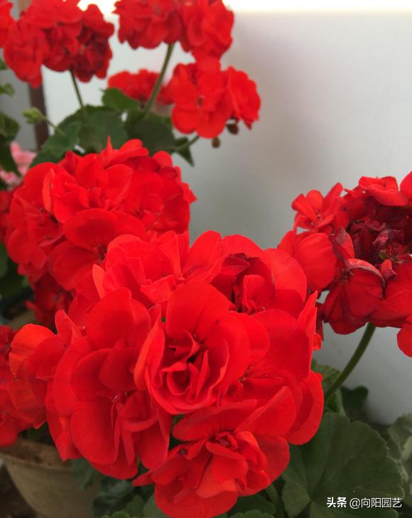 3种花卉好看又好养还能净化空气,4种花值得冬季盆栽