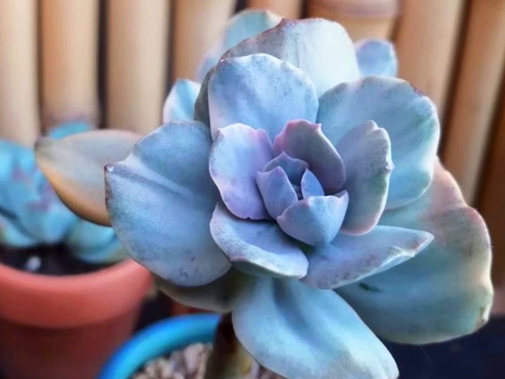 多肉晒伤后怎么处理,多肉被晒伤了怎么补救