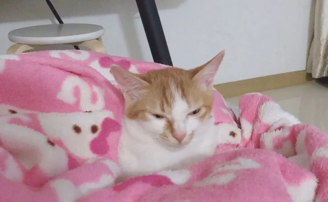 湿性猫传腹打441针治愈率多高,最可怕的猫咪是什么