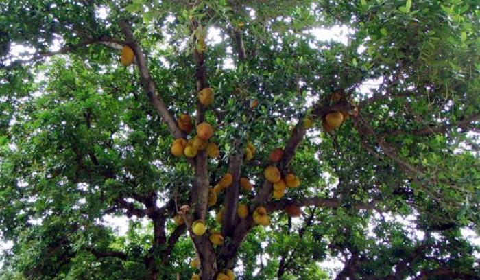 给果农介绍一种有机杀菌剂的使用方法以及对果树病害防治的作用