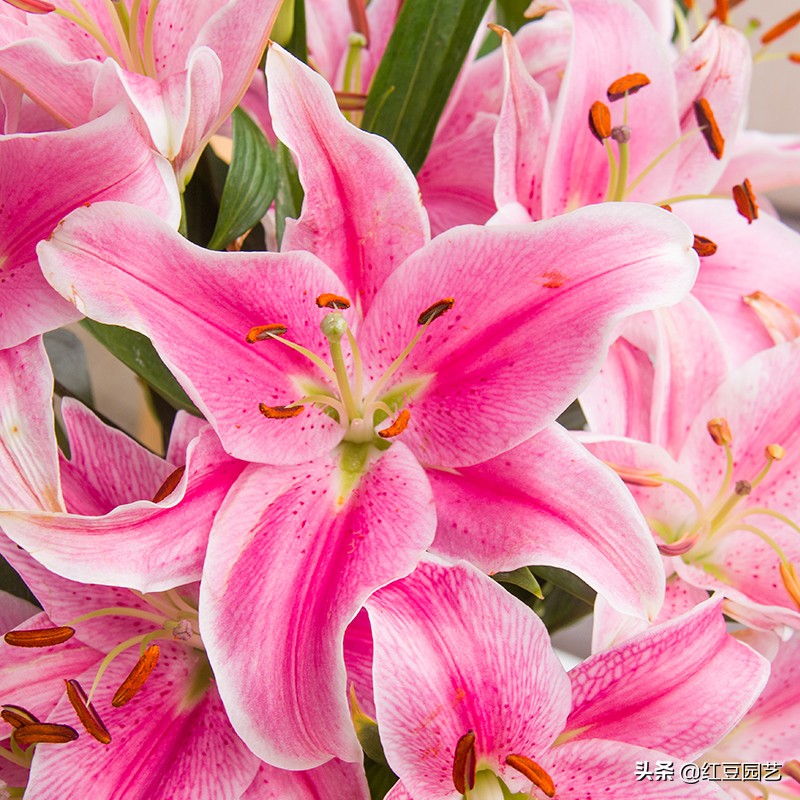 香水百合怎么养才第二次开花,香水百合怎么养才能开花