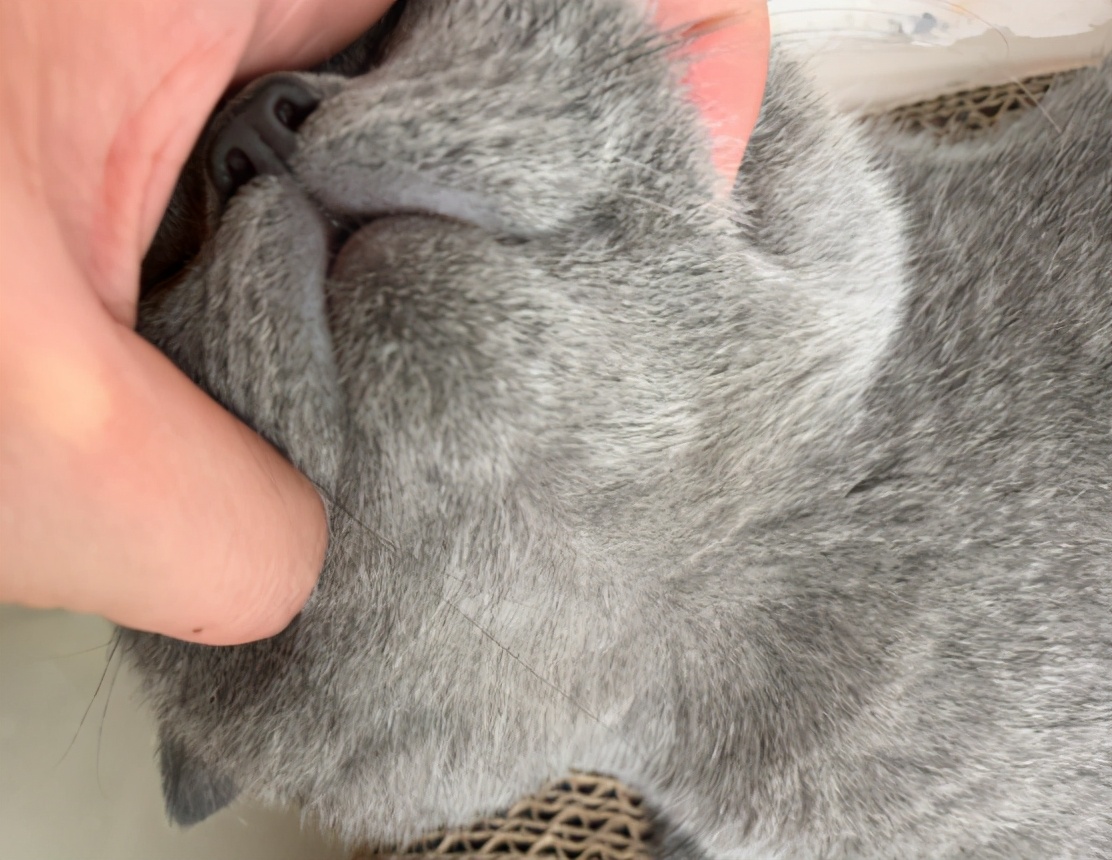 英短虎斑猫黑下巴怎么回事,银渐层猫咪黑下巴治疗