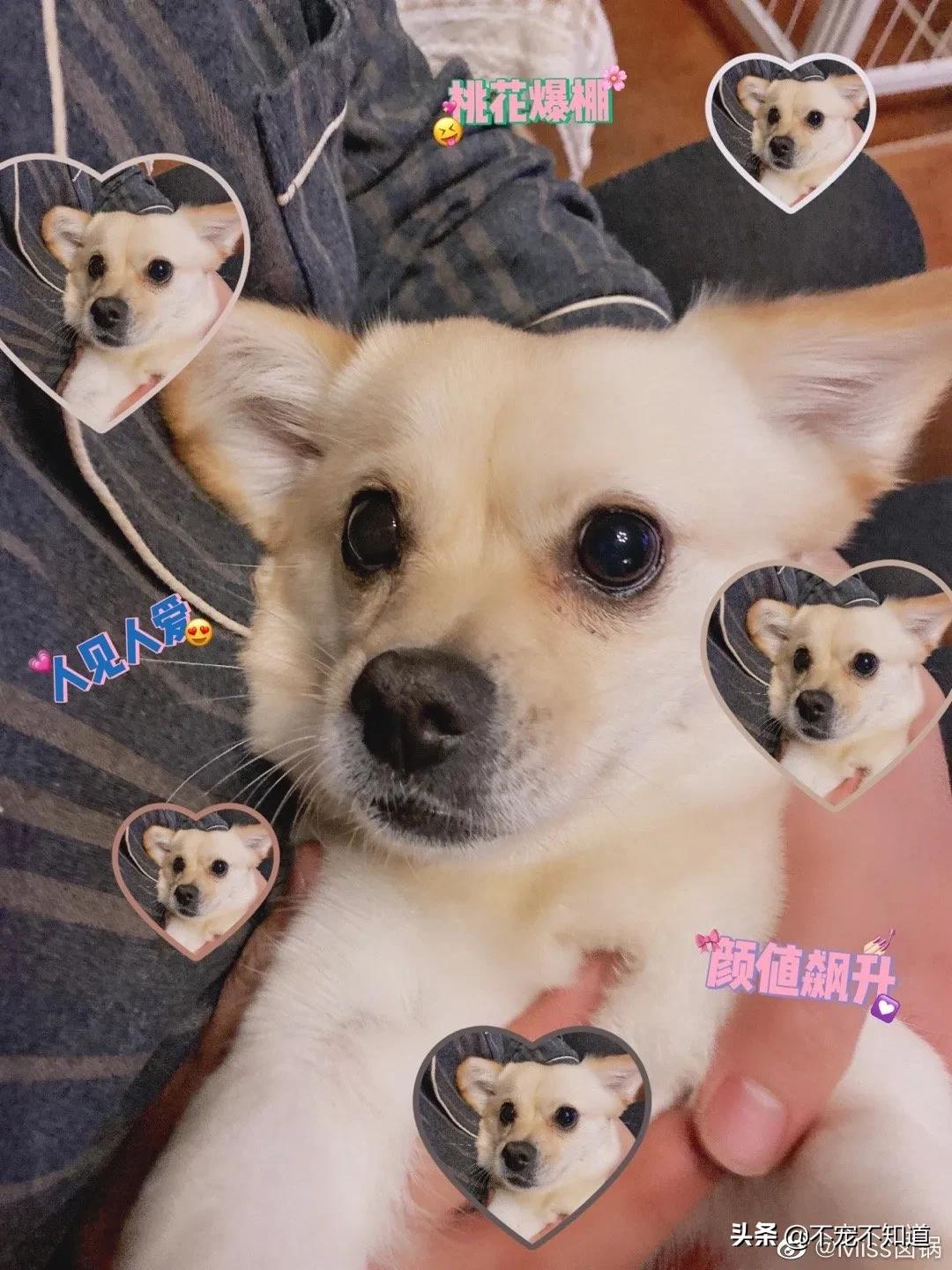 中华田园犬小时候的可爱图片,中华田园犬颜值天花板小奶狗