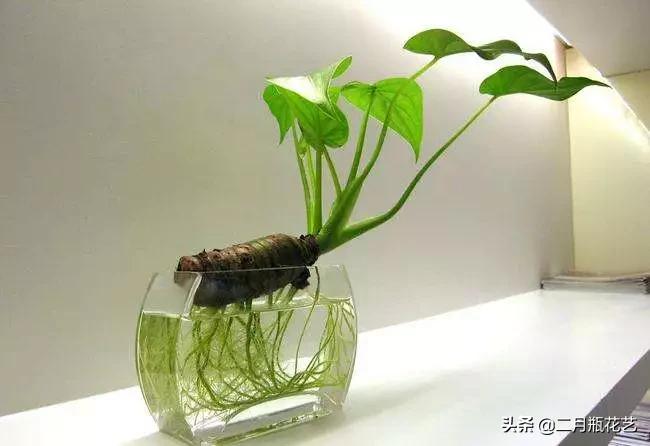 发财树死了吊兰长得挺好,绿萝发财树救活方法