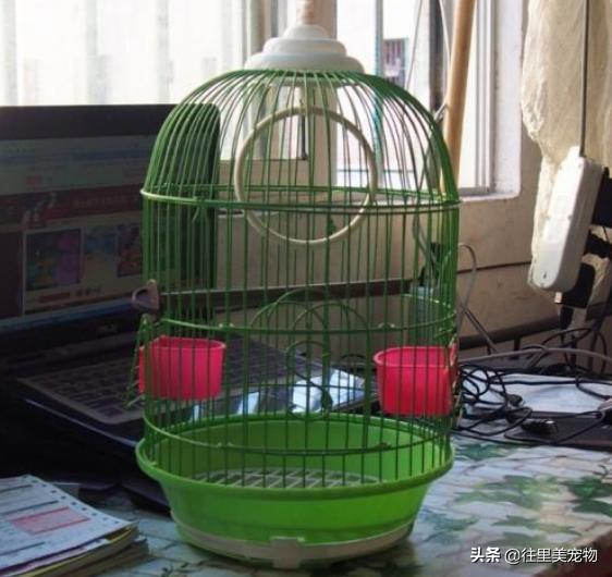 怎么做能养鸟的鸟笼儿童就能学会,100种鸟笼的做法