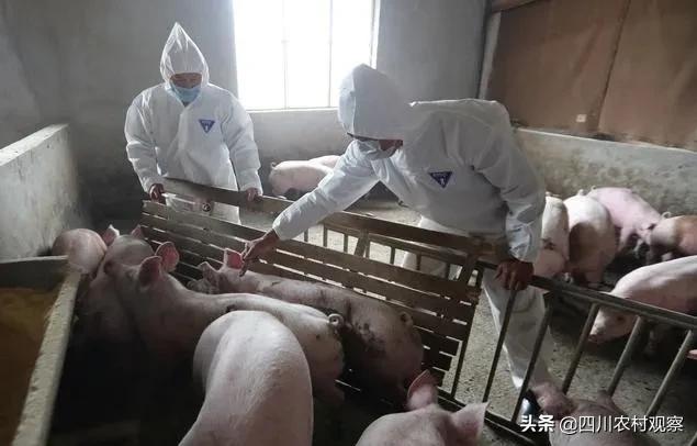 猪高温天气易发生的呼吸道疾病,猪高温症状和治疗方案