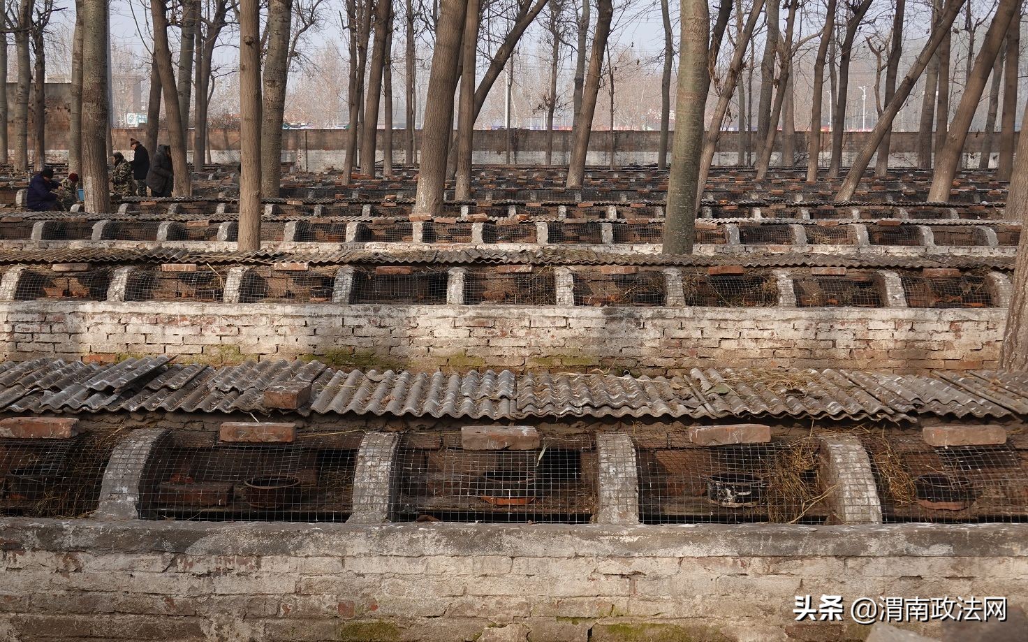 养猪改养泥鳅,养猪大户改行兔获丰收