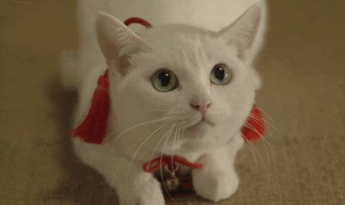 母猫发情用棉签戳，结果棉花掉进去了……