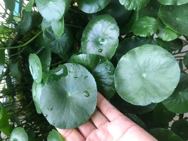 养了很多花只有绿萝最好养,绿萝养死还能养什么花