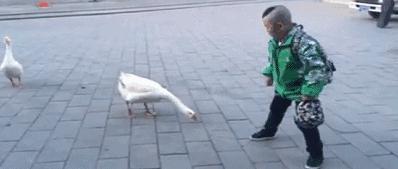 赔59万,咬成残疾,被称家禽界流氓!村霸大鹅,为何见谁都硬刚?