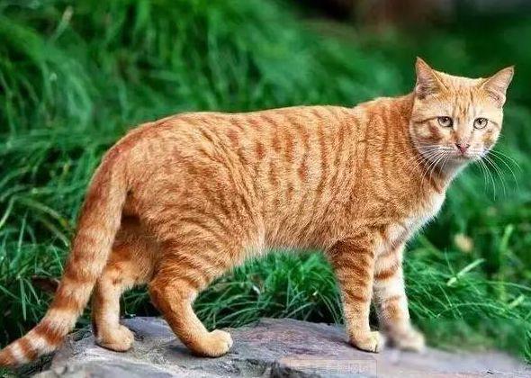 幼猫和成年猫哪个更好养？不同时期有不同的烦恼，心态很重要