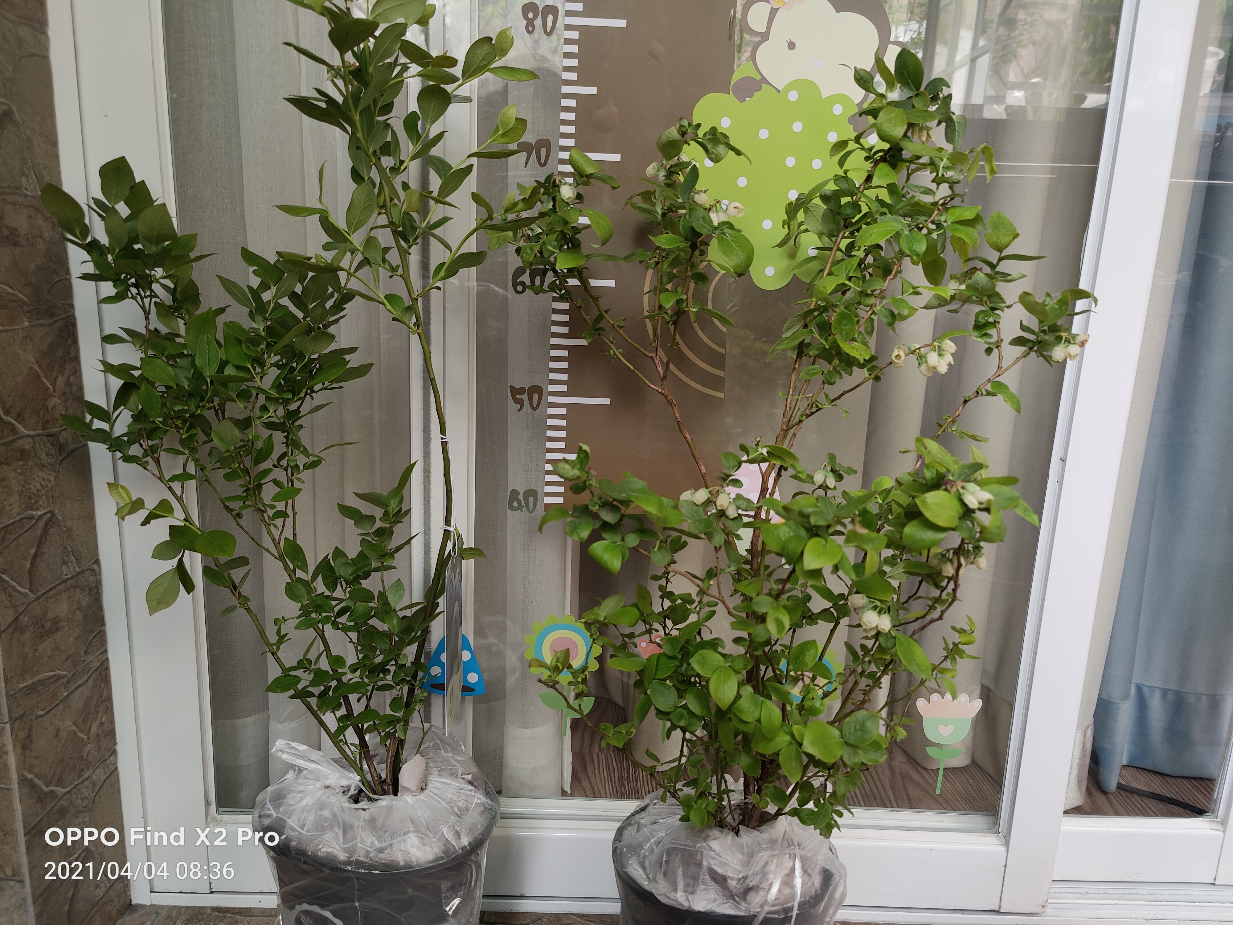 种蓝莓注意事项,网上买的蓝莓苗怎么种