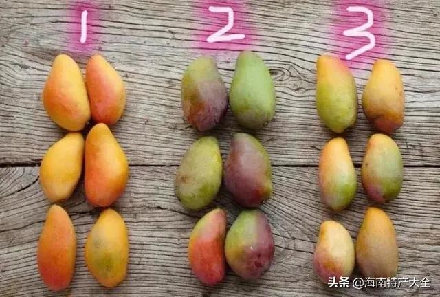 海南树上熟贵妃芒5斤,树上熟的贵妃芒真的假的