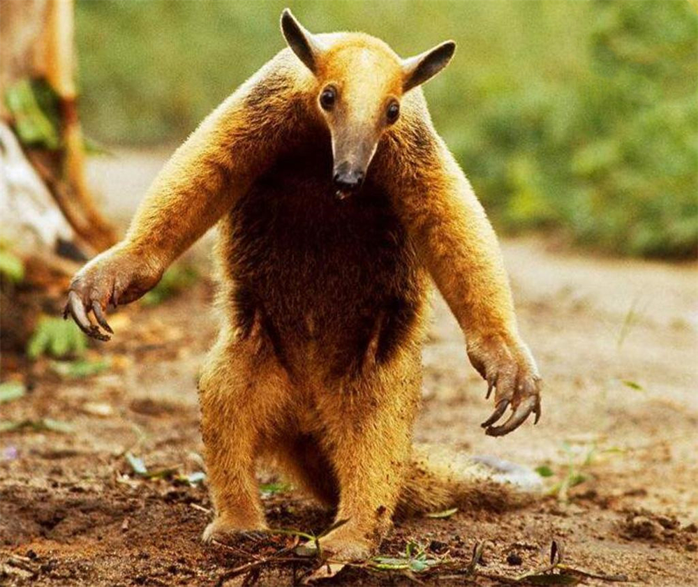 食蚁兽只吃蚂蚁和白蚁是哪个洲的,食蚁兽幼崽被蚂蚁咬死