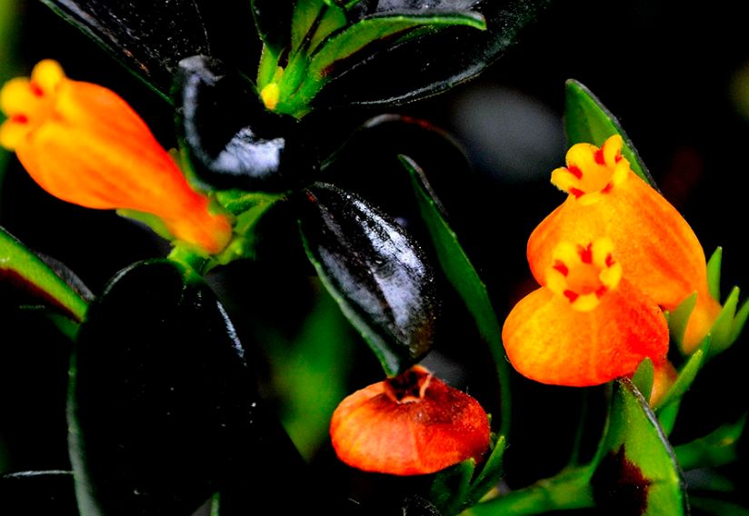 金鱼吊兰疯长不开花什么原因呢,金鱼吊兰的正常和徒长的对比照片