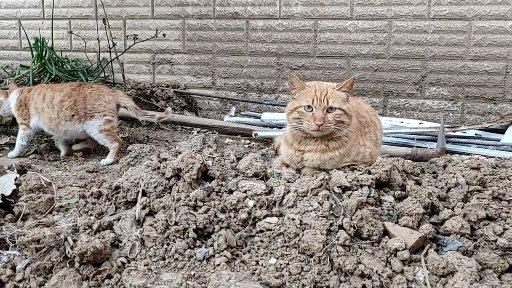 家猫为什么会带流浪猫来家里,家猫带几只流浪猫回家