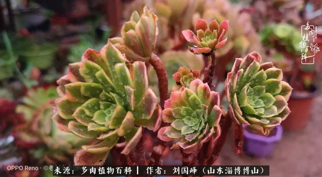 多肉植物大王叫我来巡山,大王叫我来巡山绿植