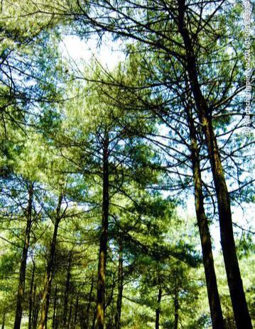马家岩紫色花树,马家岩宜居