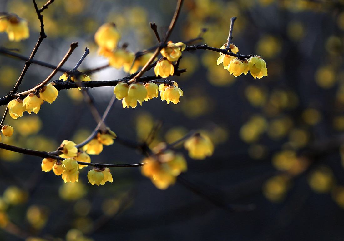 今年有哪些年宵花,春节6种年宵花推荐颜值高寓意好